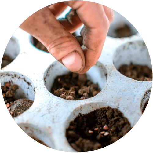 Mano sembrando semillas en mini cultivo